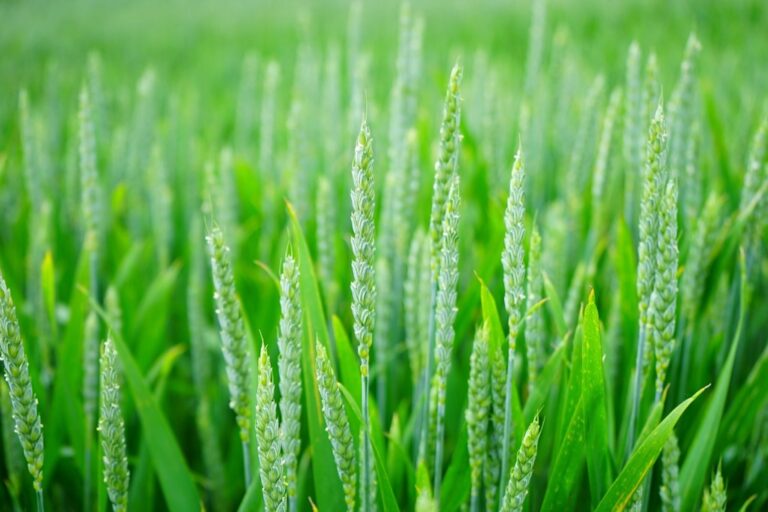 7 Plant Disease Prevention Strategies for Small Farms That Old Farmers Swear By