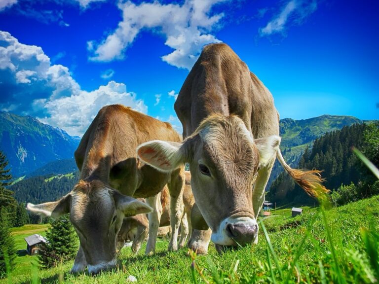 5 Best Grazing Land Assessment Tools for Hobby Farmers That Boost Profits