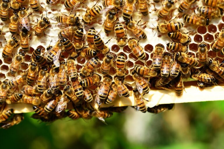 7 Best Bee Smokers for Hive Management That Beekeepers Swear By