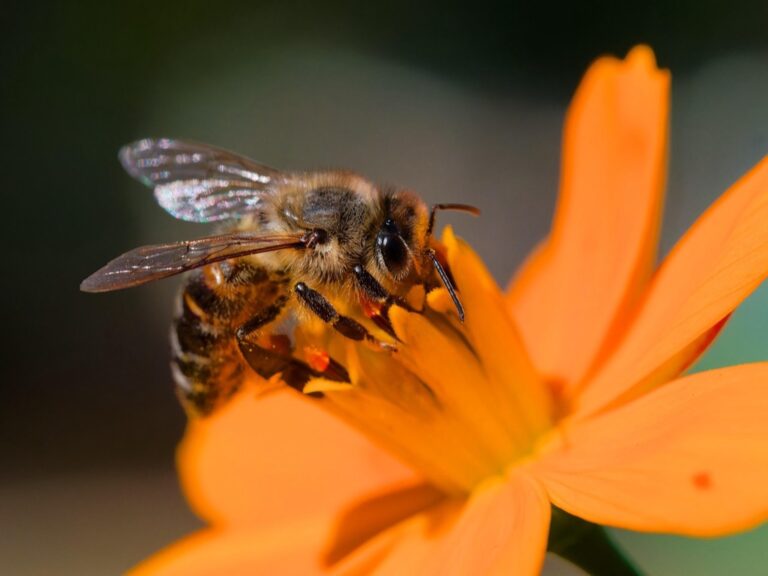 7 Best Forage Seeds for Attracting Beneficial Insects That Boost Garden Health