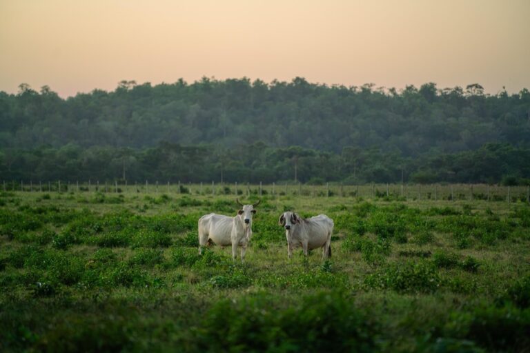 7 Best Water Treatment Solutions for Livestock That Boost Health Naturally