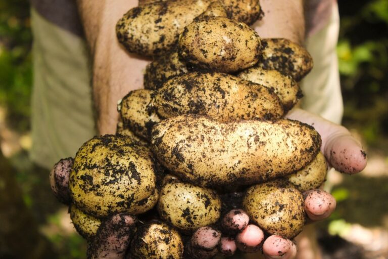 6 Best Mulch Materials for Conserving Soil Moisture That Gardeners Swear By