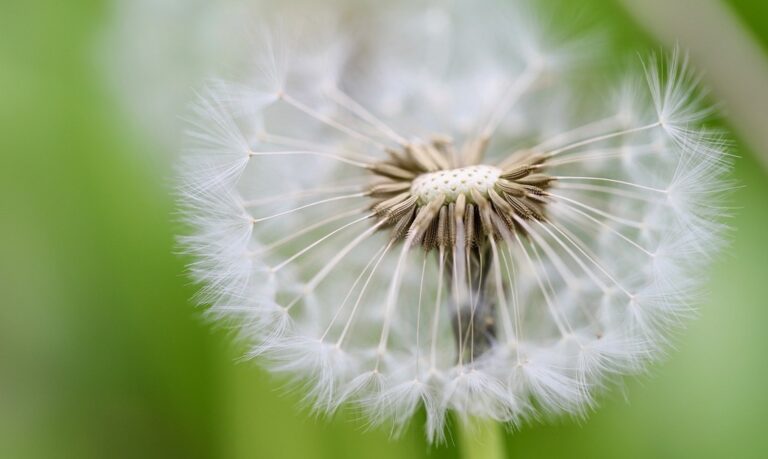 7 Best Organic Seed Catalogs for Diverse Planting That Preserve Heritage