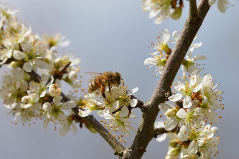 7 Best Bee-Friendly Pest Control Products For Hobby Farms That Old-Timers Trust