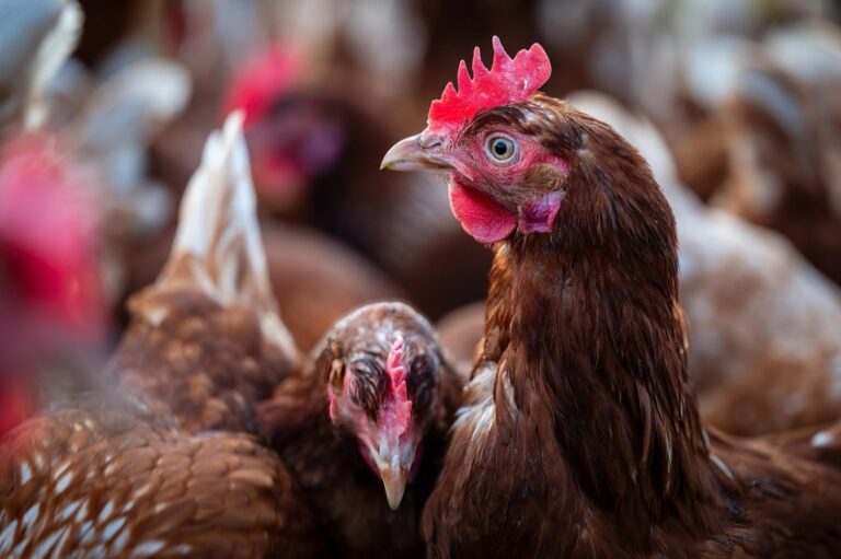 7 Best DIY Ventilation Solutions for Chicken Houses That Prevent Health Issues
