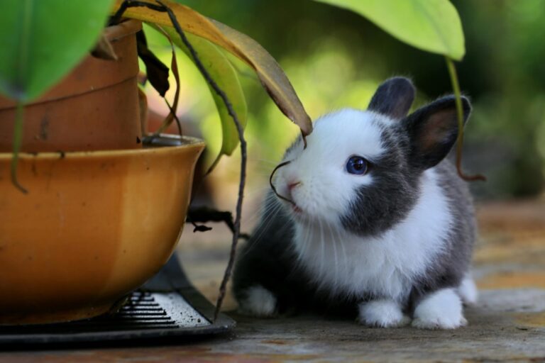 6 Best Rabbit Identification Tags For Breeding Heritage Rabbits That Preserve Bloodlines