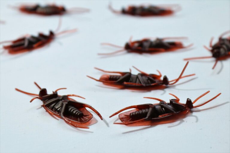 7 Best Diatomaceous Earth Brands for Pest Management Without Chemicals