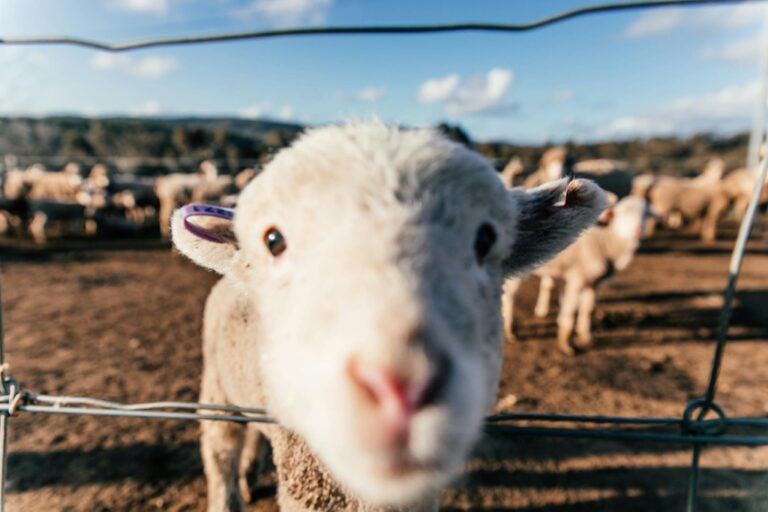 7 Best Sheep Fencing Solutions for Containment That Shepherds Trust