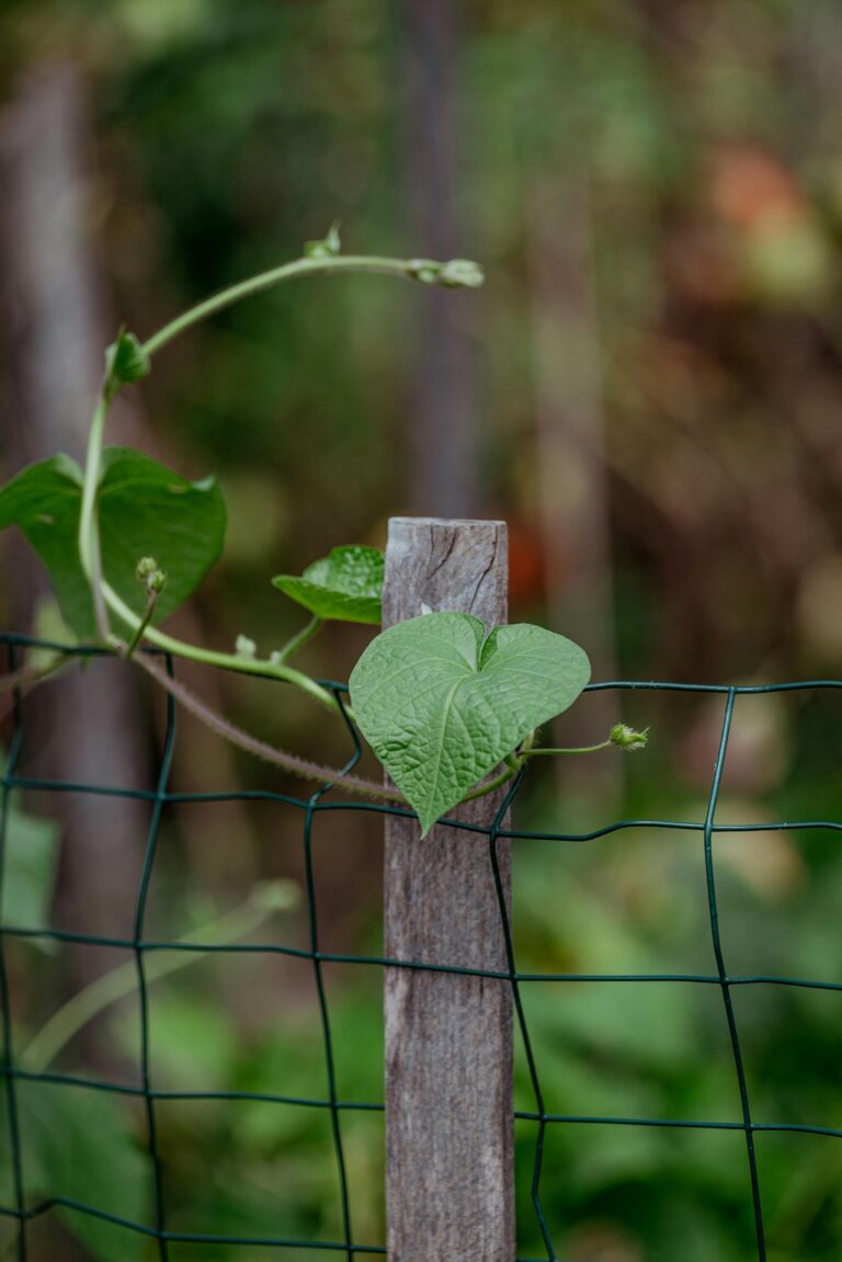 7 Best Stakes and Supports for Climbing Plants That Enhance Garden Beauty