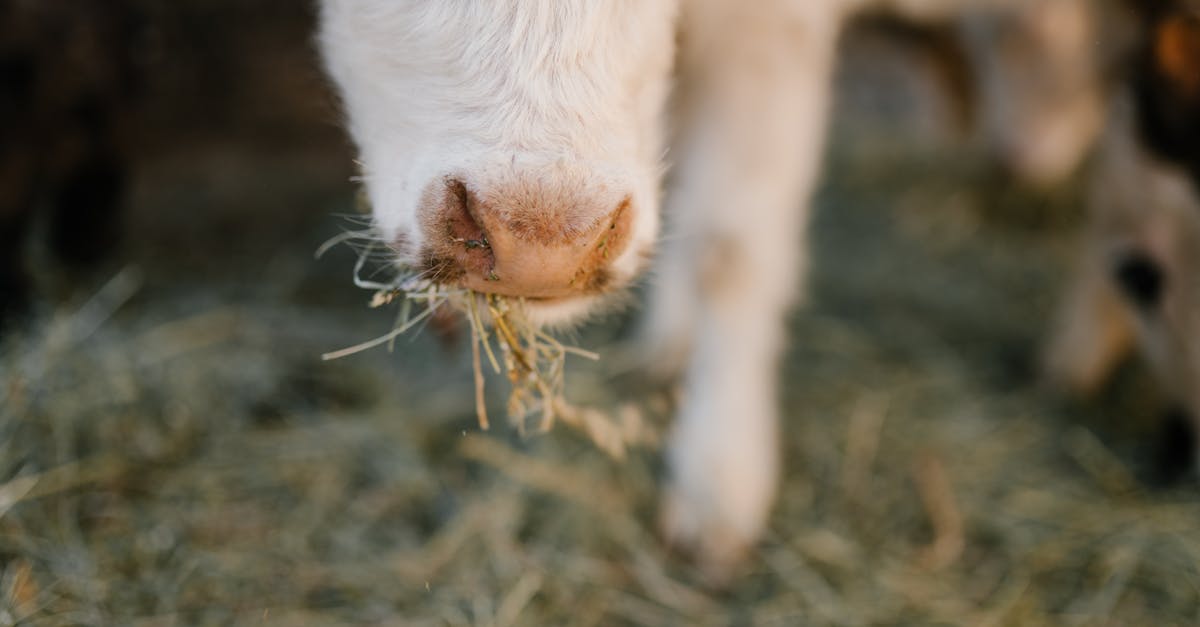 a charming close up of a young cow eating hay capturing the rural farm atmosphere 1