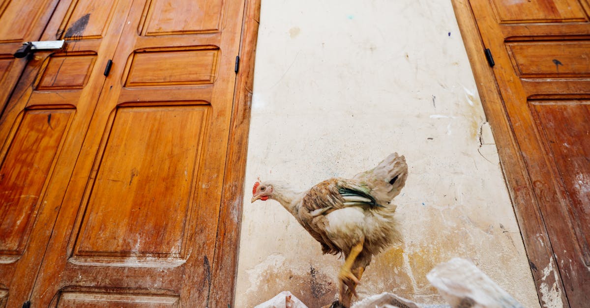 a chicken stands between aged wooden doors indoors highlighting rustic charm