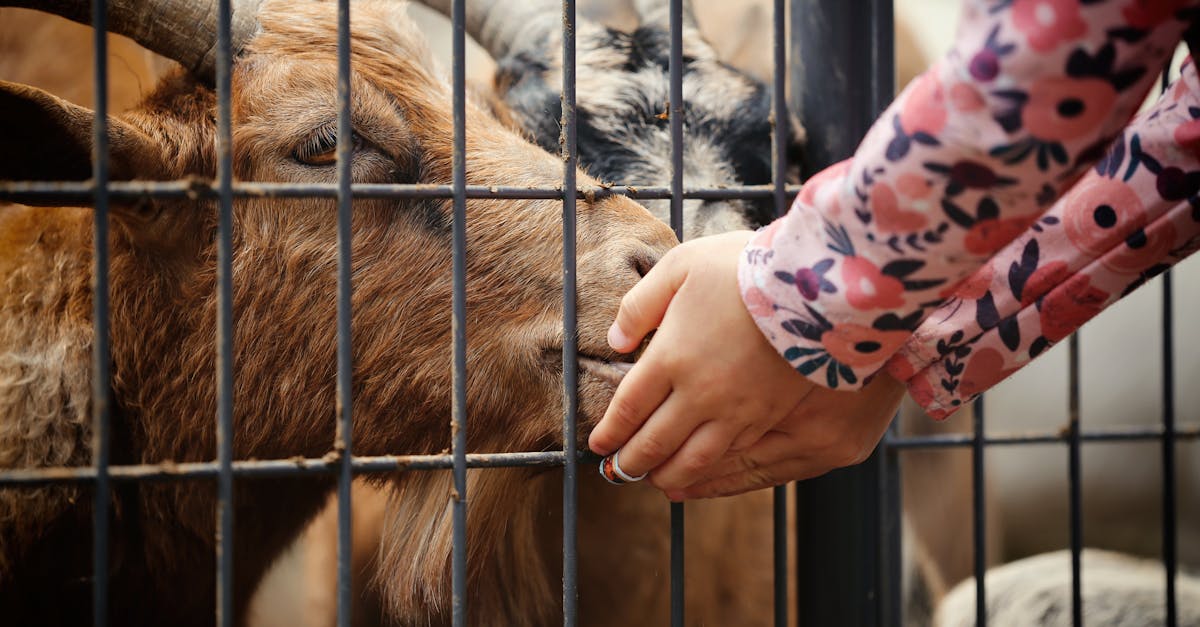 a child gently feeds a goat through a zoo cage showcasing a tender moment of interaction with anima 1