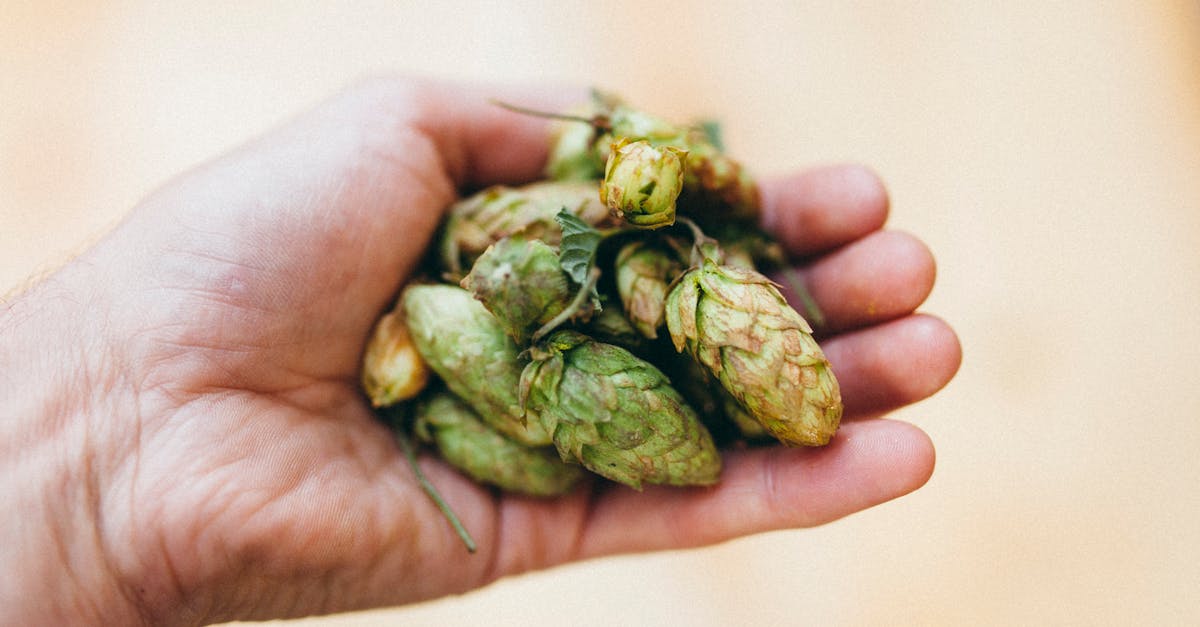 a close up image of a hand holding fresh green hops showcasing the texture and natural color of the