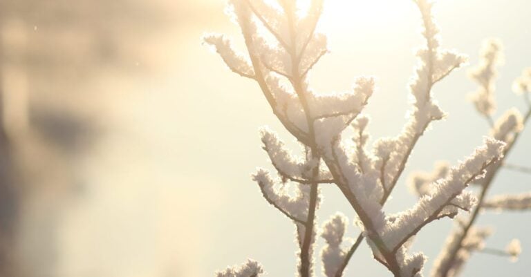 5 Tips for Assessing Sun Exposure for Plant Placement That Prevent Growing Failures