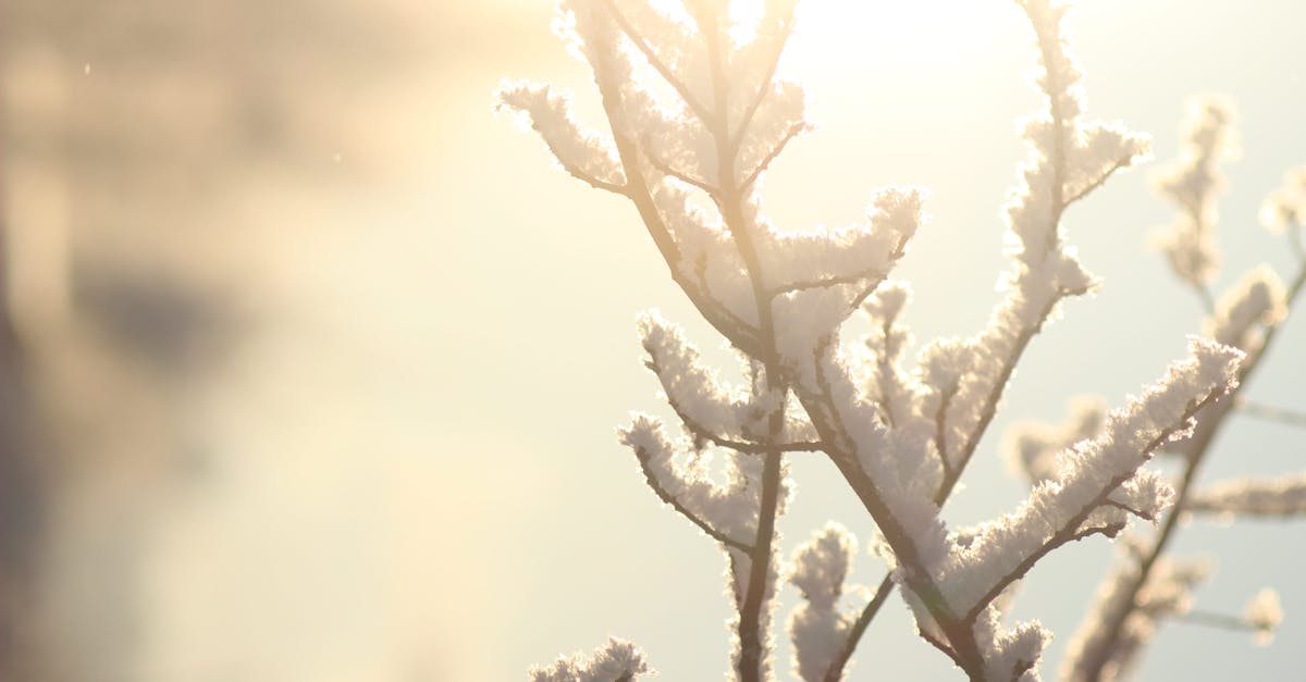 a close up of frosted branches shimmering in winter sunlight capturing nature s delicate beauty