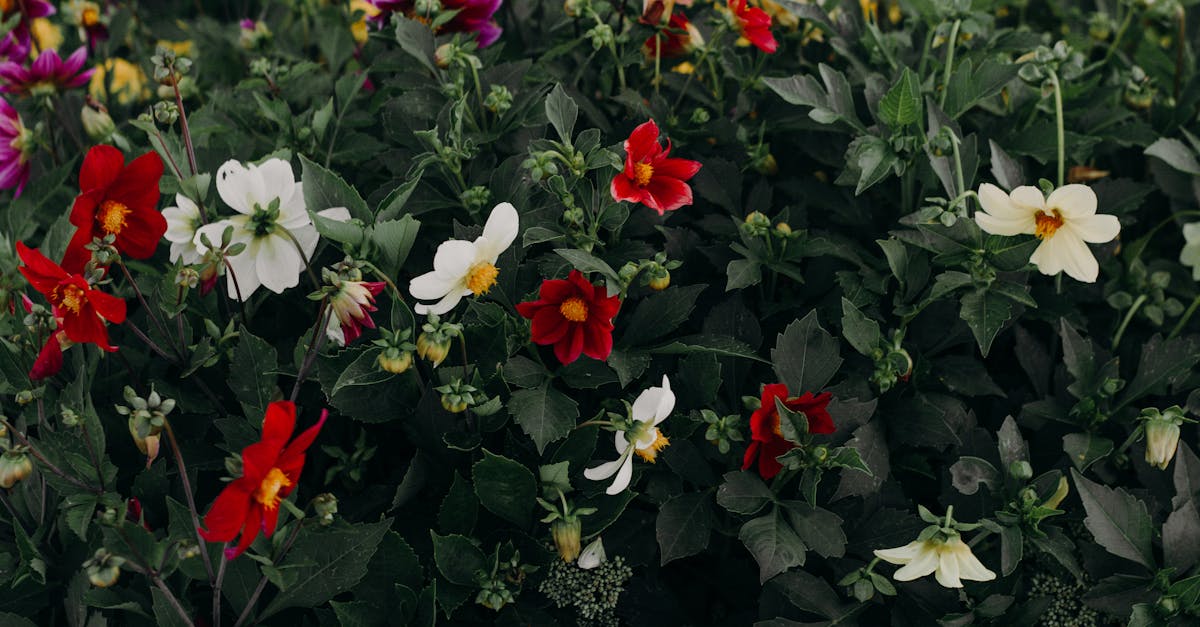 a colorful array of diverse flowers blooming outdoors in summer
