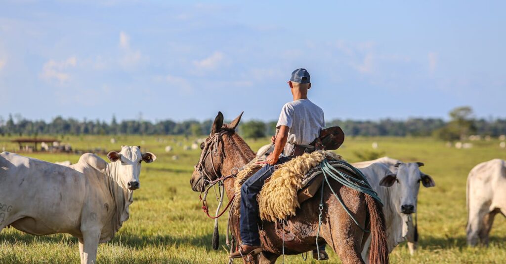a cowboy on horseback manages cattle on a sunny farm in para brazil 3