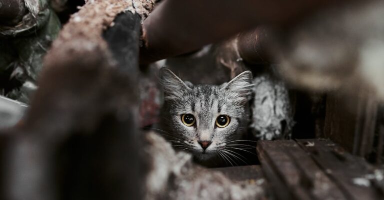 7 Factors for Selecting the Right Animal Shelter Location That Maximize Impact