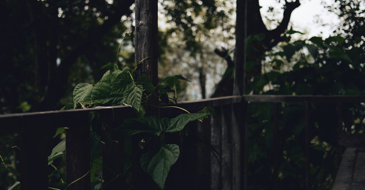 a dark and moody forest scene featuring ivy on a wooden structure perfect for natural themes