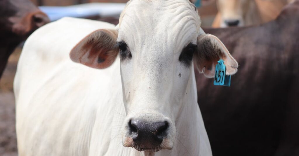 a detailed close up image of a white cow with an ear tag on a farm