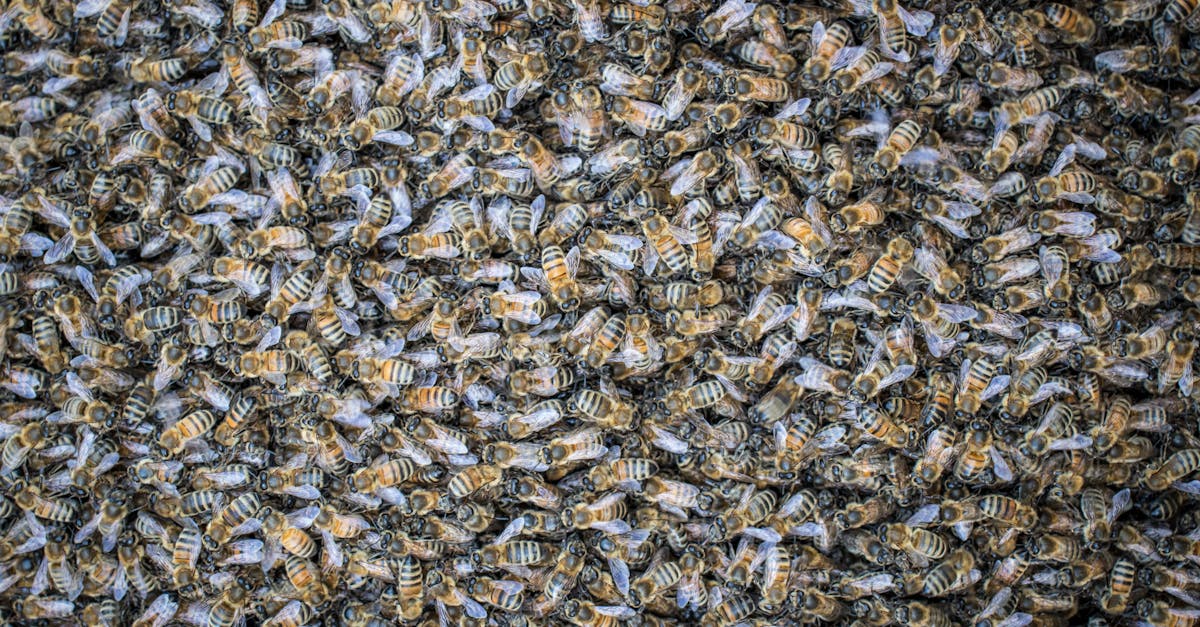 a detailed close up shot of a dense swarm of honey bees showcasing their intricate patterns and