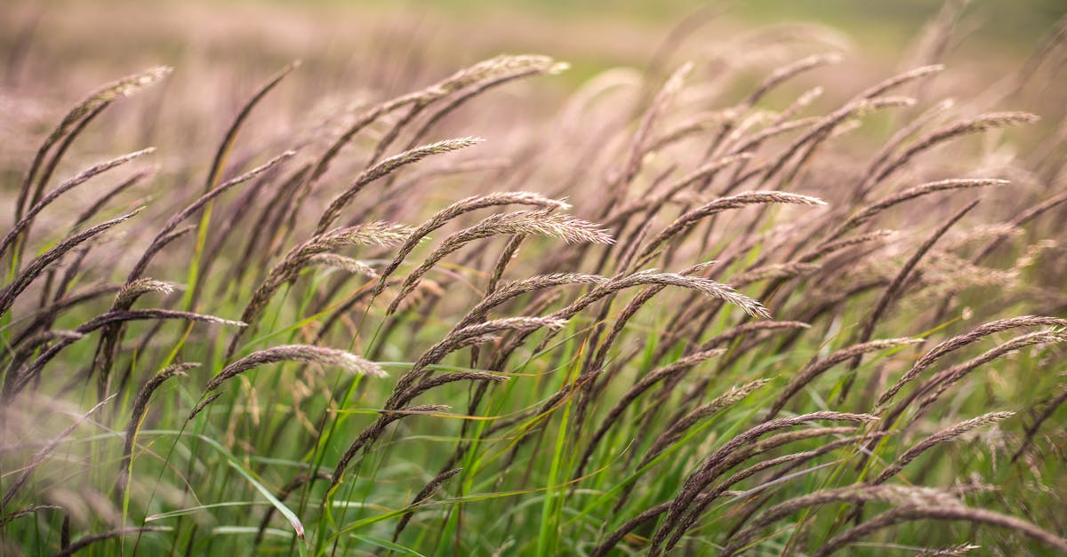 a detailed shot of a wind swept wheat field under soft sunlight highlighting natural
