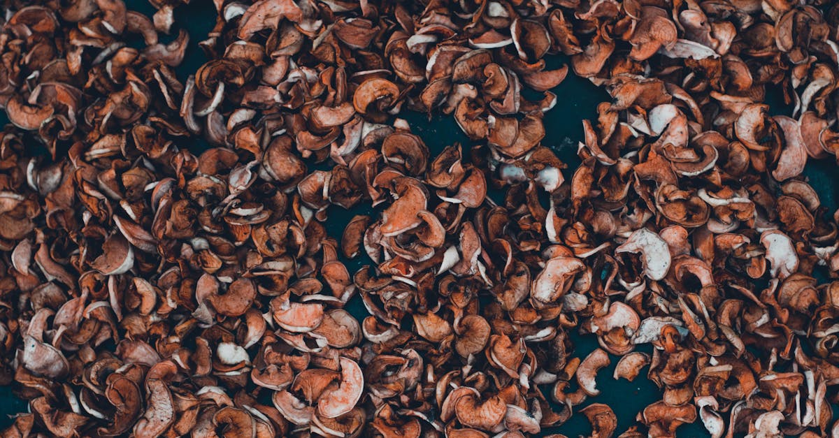 a detailed view of brown dried nut shells perfect for organic agriculture and sustainable farming v 7