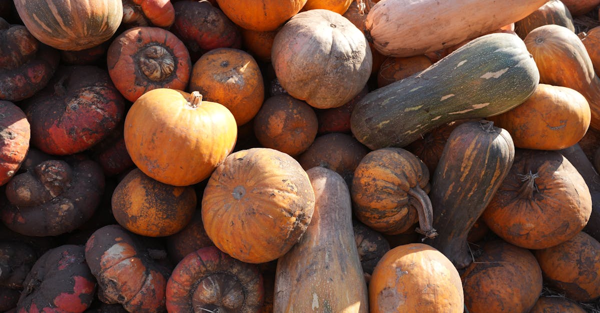 a diverse collection of pumpkins and squashes showcasing autumn harvest s vibrant colors 2