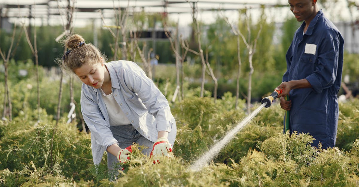 a diverse pair efficiently tending to plants outdoors with a hose vibrant green foliage