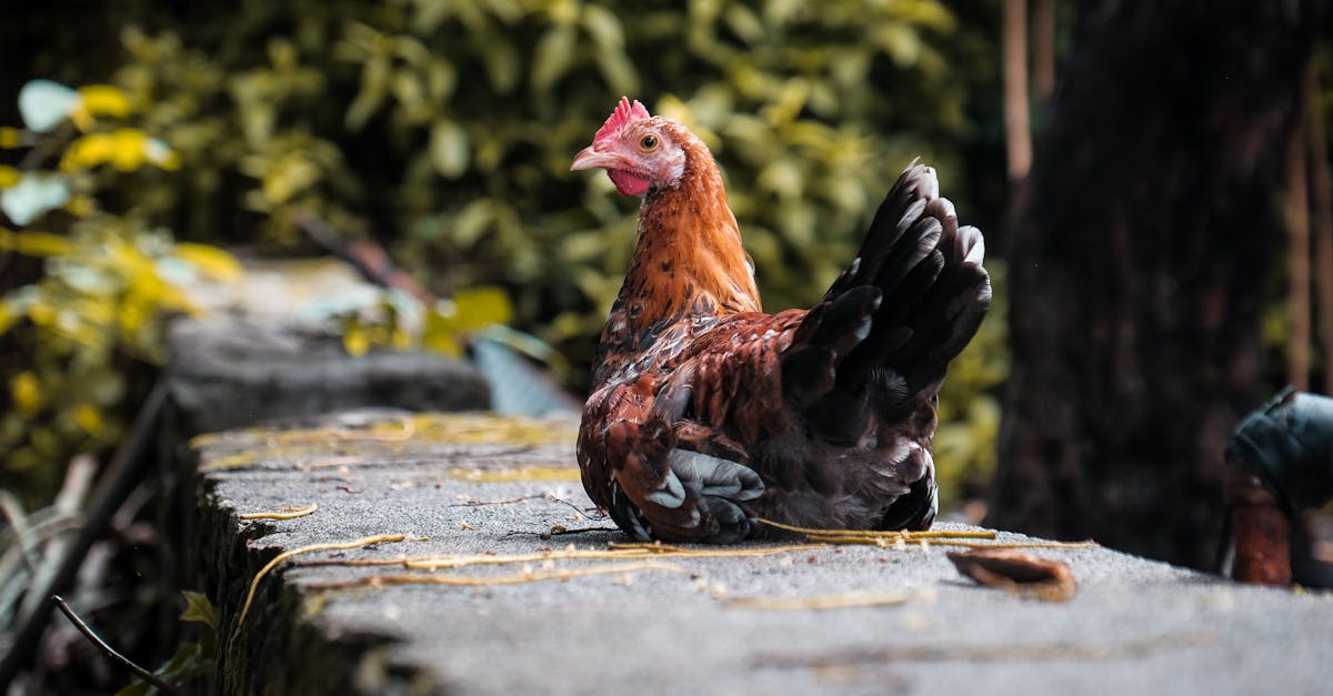 a domestic chicken sits peacefully on a stone wall surrounded by lush greenery