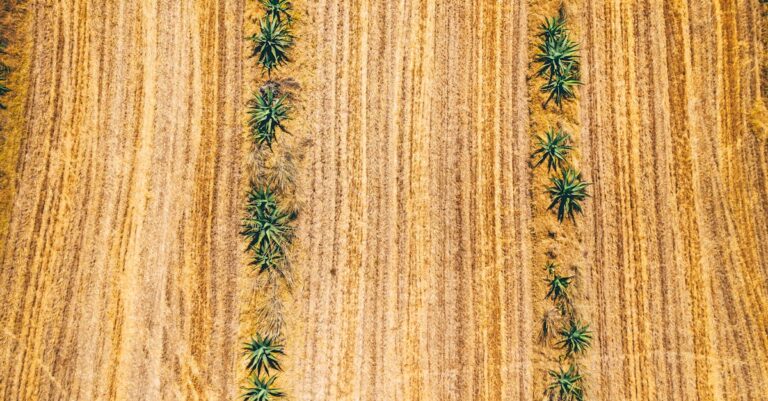 7 Low-Maintenance Perennial Crops to Consider for Years of Effortless Harvests