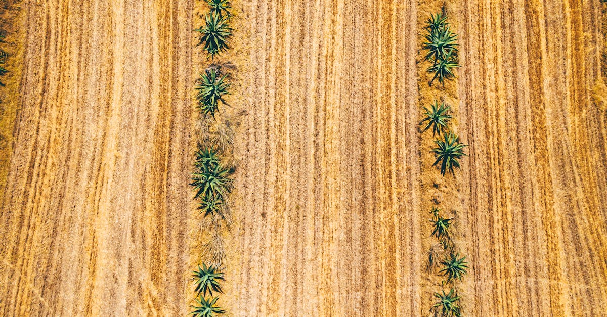 a drone shot capturing rows of agave plants in an expansive dried field during daytime