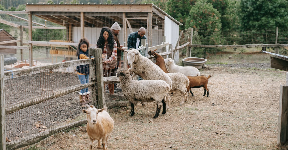 a family enjoys feeding goats and sheep at a picturesque farm setting