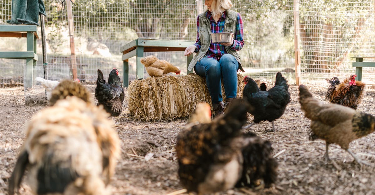 a farmer feeding chickens on a sunny day in a rural farm setting with hay bales
