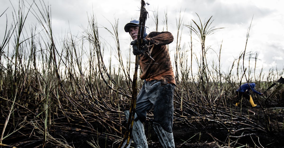 a farmer harvesting sugarcane in a muddy field under overcast skies highlighting hard work and dedi