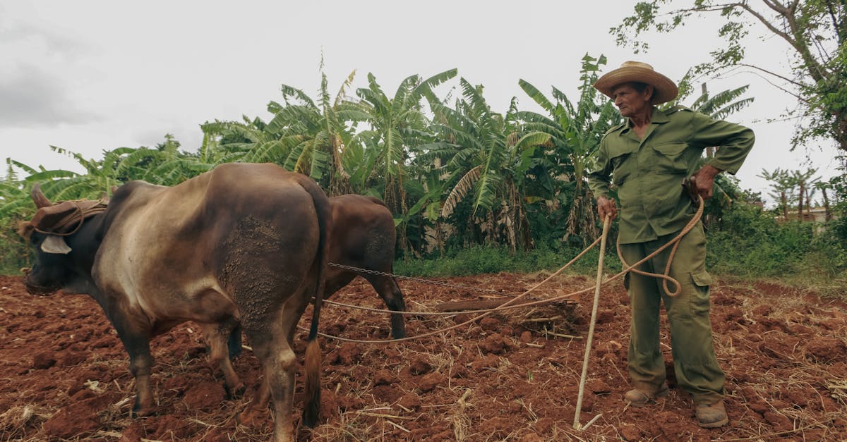 a farmer in a hat plows a field using oxen surrounded by green foliage