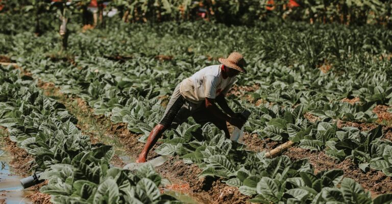 7 Ways to Coordinate With Local Chefs for Crops That Create Lasting Partnerships
