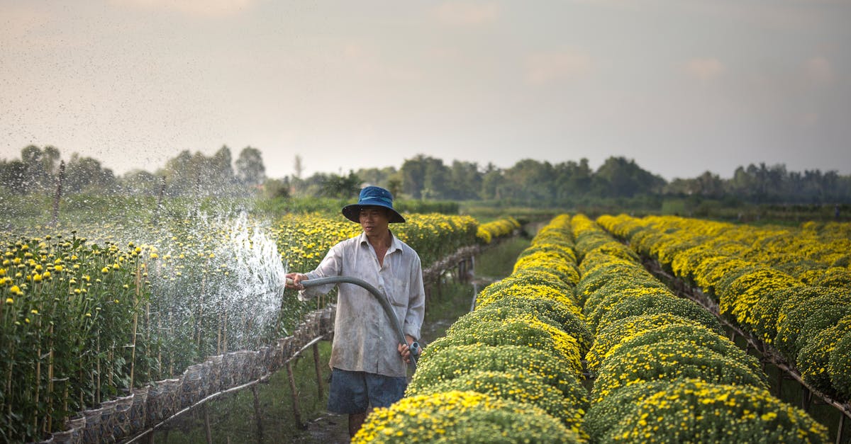 a farmer waters a field of blooming chrysanthemums showcasing agriculture in a vibrant landscape 2