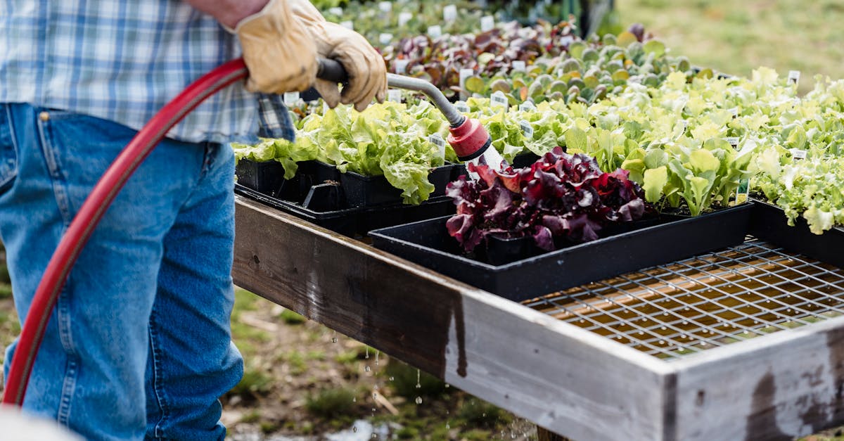 a farmer waters trays of lettuce and vegetables in an outdoor garden promoting organic farming