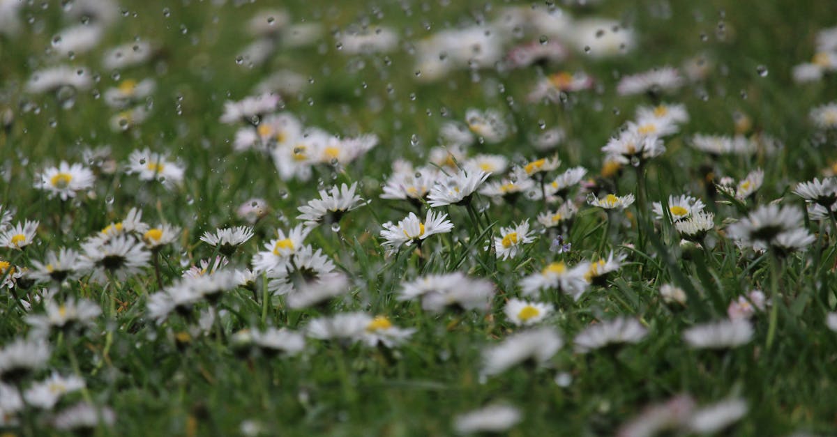 a field of daisies blooming under a gentle spring rain showcasing nature s beauty