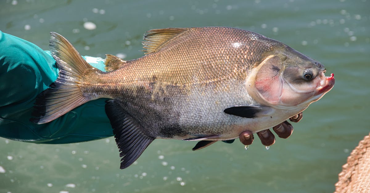 a fisherman in rio preto da eva holds a freshly caught fish against a water backdrop
