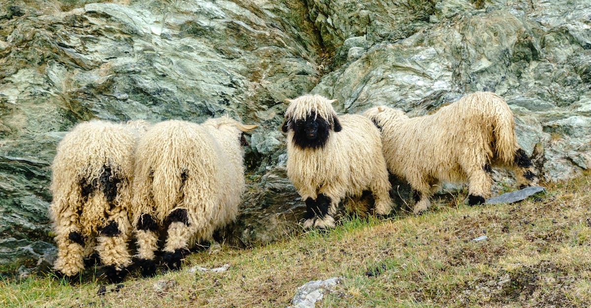 a group of valais blacknose sheep grazing on a rocky hillside in zermatt switzerland