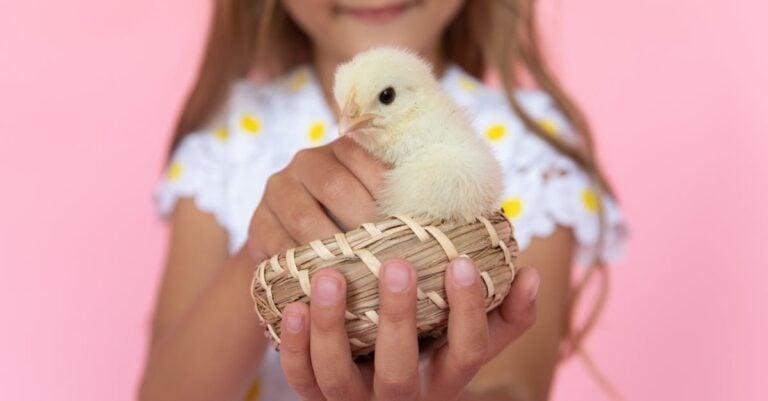 7 Ideas for Engaging Children in Chicken Care That Build Life Skills