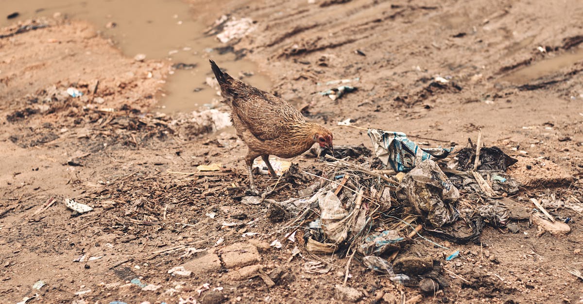 a hen scavenging through dry litter filled ground in kano nigeria 2