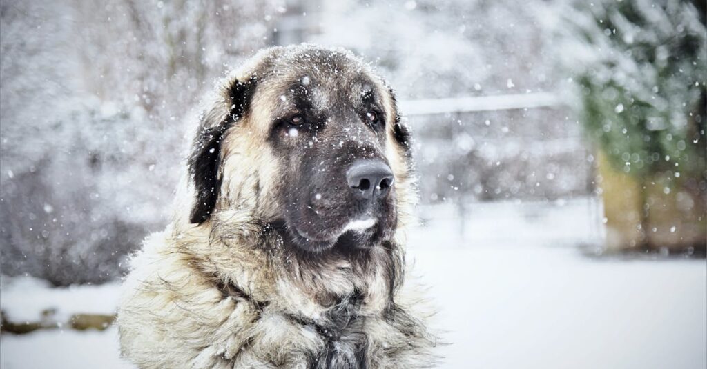 a kangal shepherd dog enjoys a snowy winter day surrounded by serene frosty scenery
