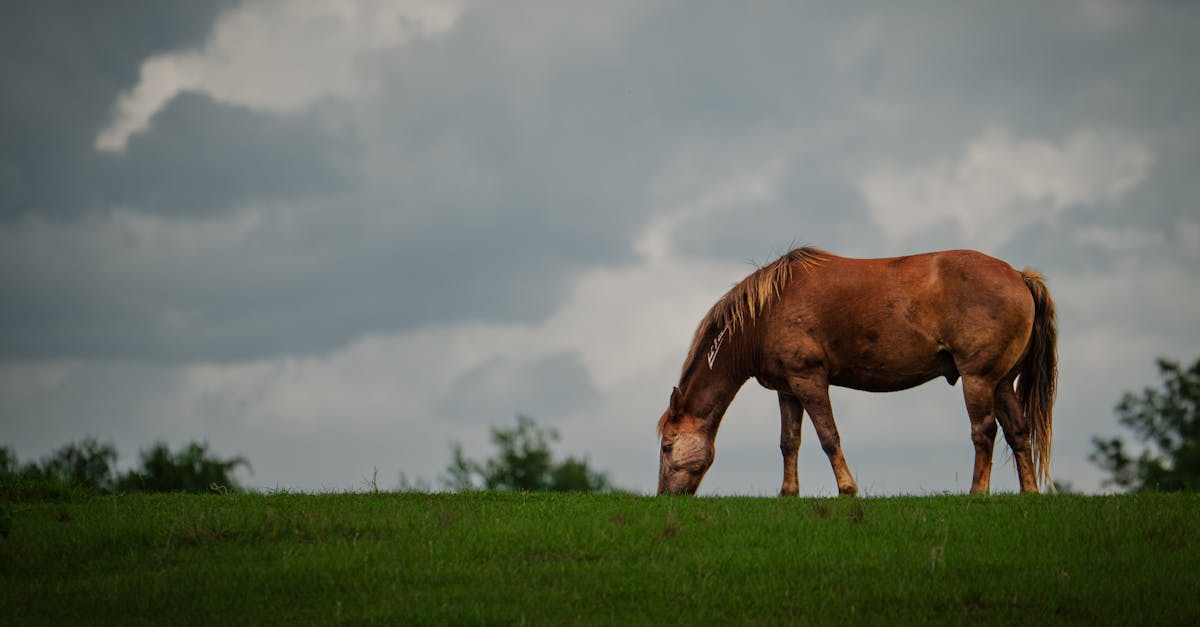 a lone horse stands quietly in the pasture surrounded by soft light and open space a portrait of p