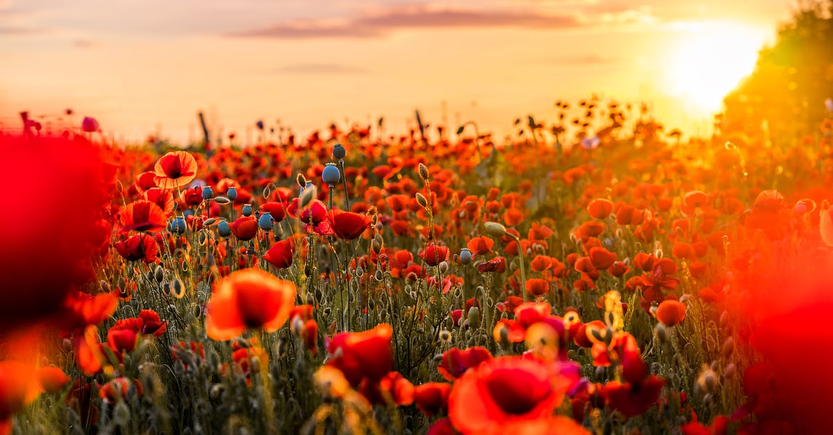 a lush poppy field glowing in the warm light of a sunset showcasing vibrant red blooms and natural