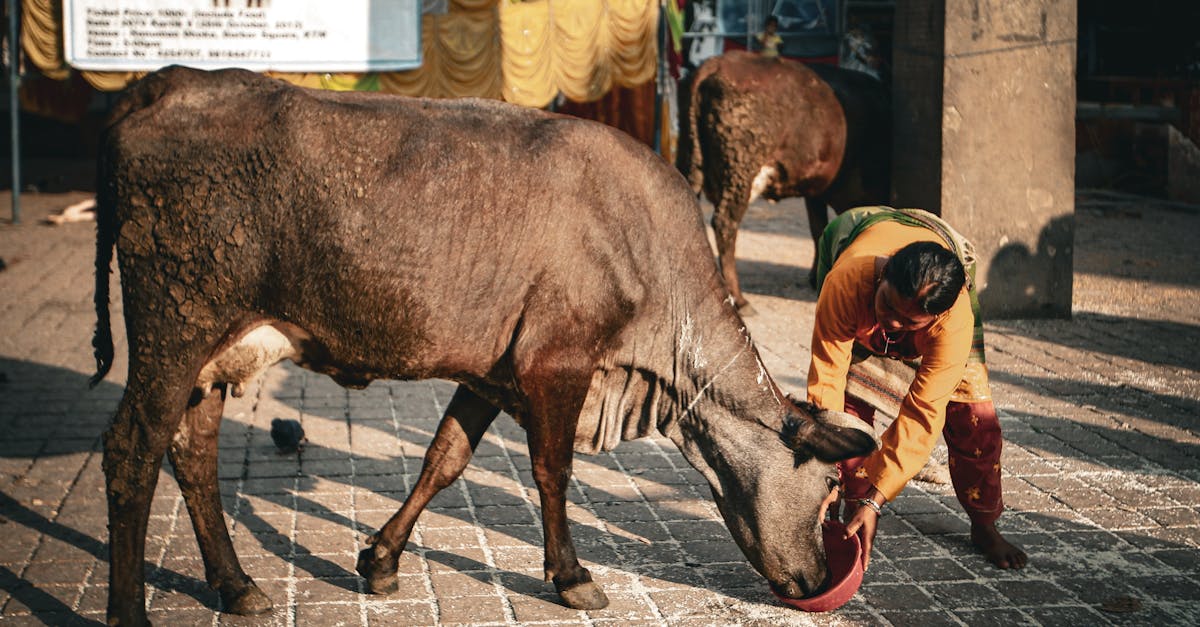 a man feeds cows on a pavement showcasing traditional indian culture and livestock care