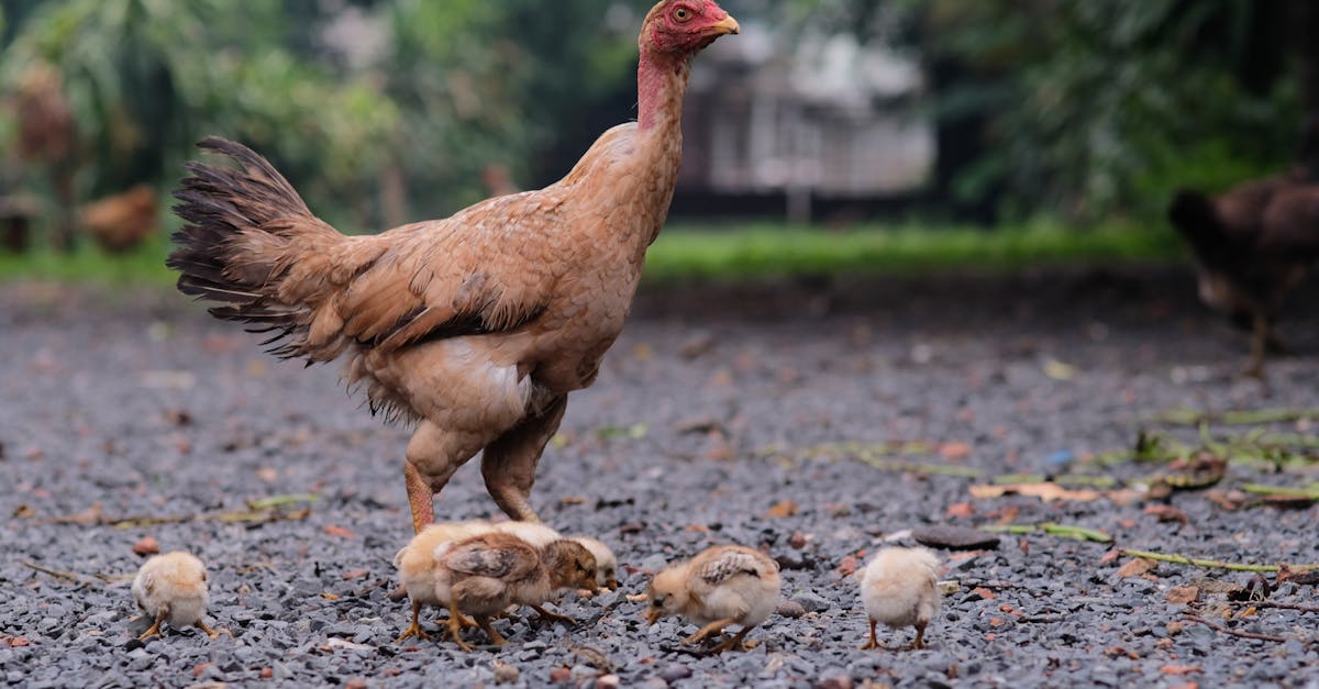 a mother hen with chicks exploring a gravel covered outdoor area surrounded by greenery