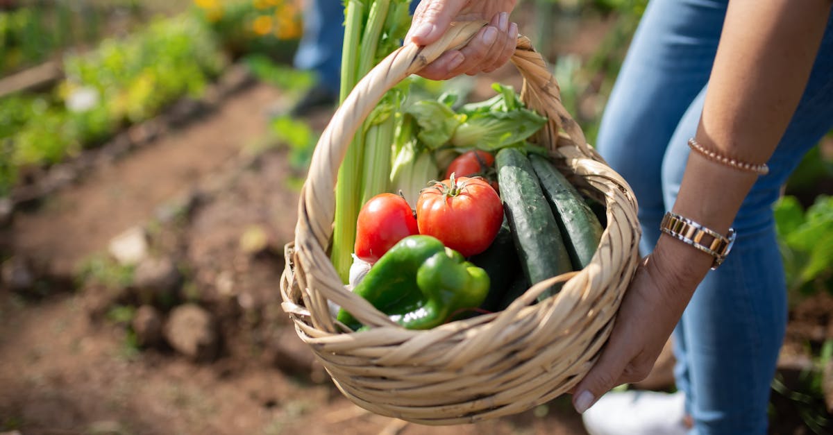 a person holding a basket of freshly picked vegetables in a sunny garden